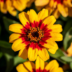 Zinnia ‘Profusion Red Yellow Bicolor’ Seeds – A Living Color Show