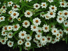 Zinnia 'Profusion White' Seeds (Profusion Series)