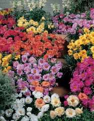 Portulaca F1 Sundial Mix Seeds