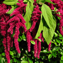 Amaranthus Foxtail Flower Seeds
