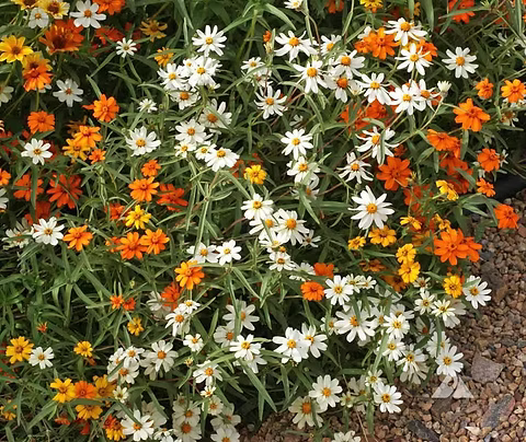Zinnia Linearis Mix Seeds – Compact Beauty with Long-Lasting Blooms!