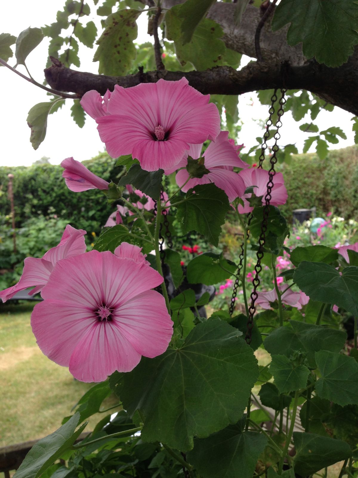 Morning Glory 'Rosita' Plant Seeds – Romantic Vines with Rosy Charm!