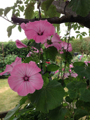 Morning Glory 'Rosita' Plant Seeds – Romantic Vines with Rosy Charm!