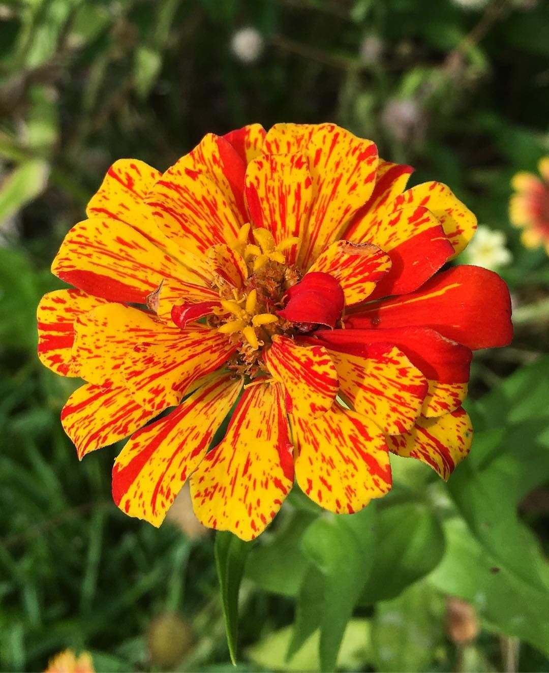Zinnia Candy Stripe Plant Seeds – Vibrant & Eye-Catching Blooms!