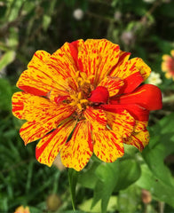 Zinnia Candy Stripe Plant Seeds – Vibrant & Eye-Catching Blooms!