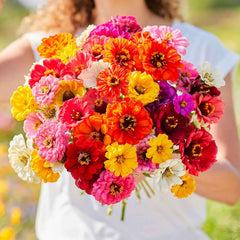 Zinnia Super Yoga Mix Plant Seeds – Bold, Bright & Beautiful!