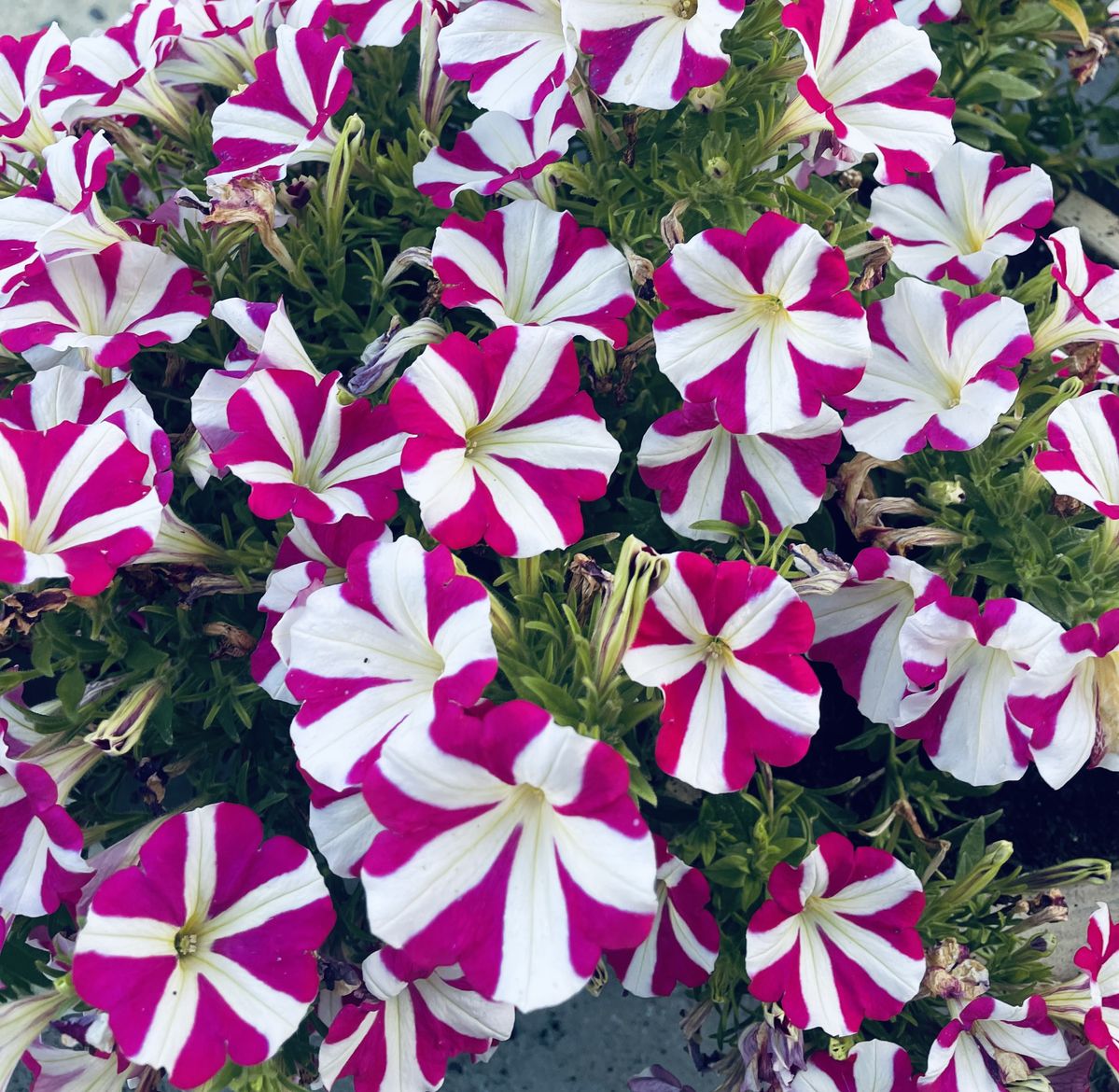 Morning Glory 'Rosita' Plant Seeds – Romantic Vines with Rosy Charm!