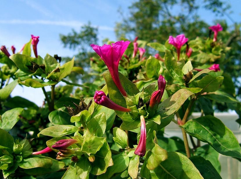 Mirabilis Jalapa (Four O’Clock) Plant Seeds – Evening Blooms, All-Day Beauty!