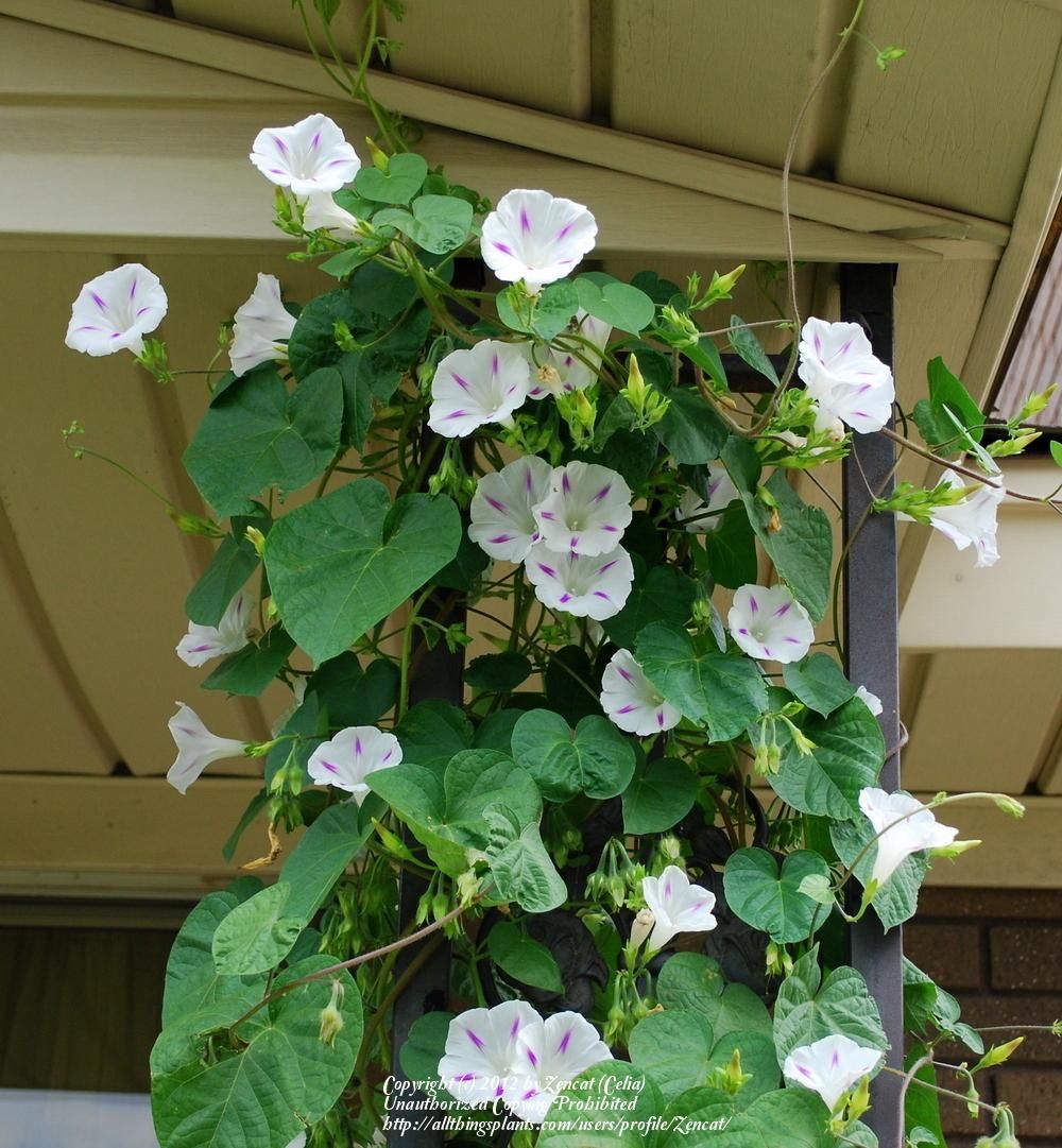 Morning Glory 'Milky Way' Plant Seeds – Stunning Starry White and Purple Blooms