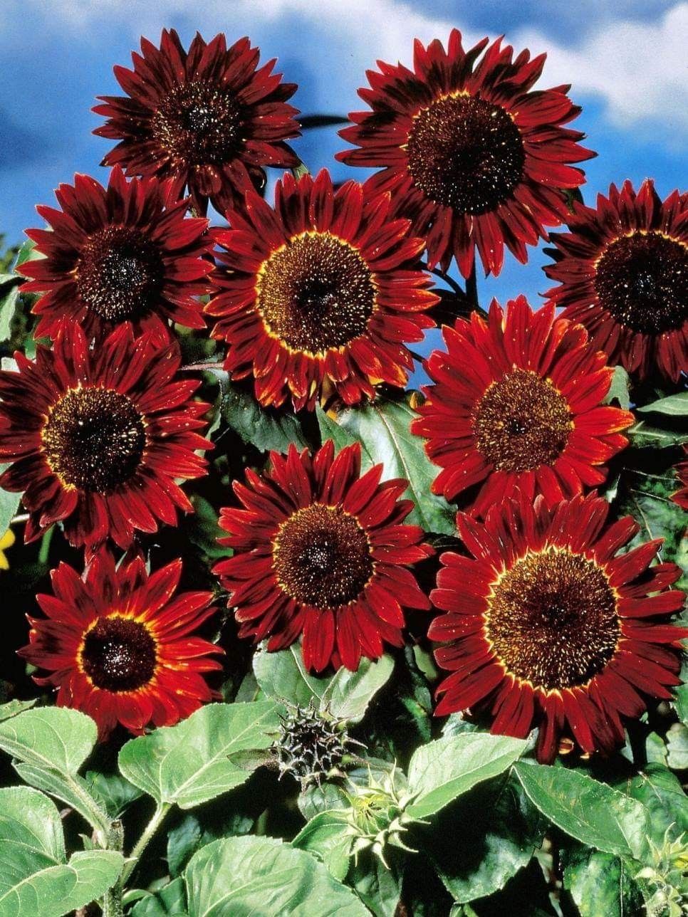Sunflower ‘Red Sun’ Seeds – Deep Red Blooms That Turn Heads!