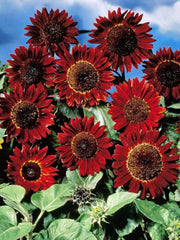Sunflower ‘Red Sun’ Seeds – Deep Red Blooms That Turn Heads!