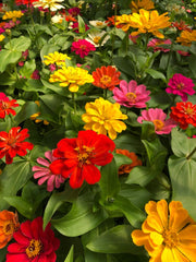 Zinnia Super Yoga Mix Plant Seeds – Bold, Bright & Beautiful!