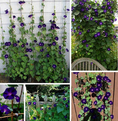 Morning Glory 'Knowlians Black' Plant Seeds – Mysterious, Velvety Blooms with Striking Beauty