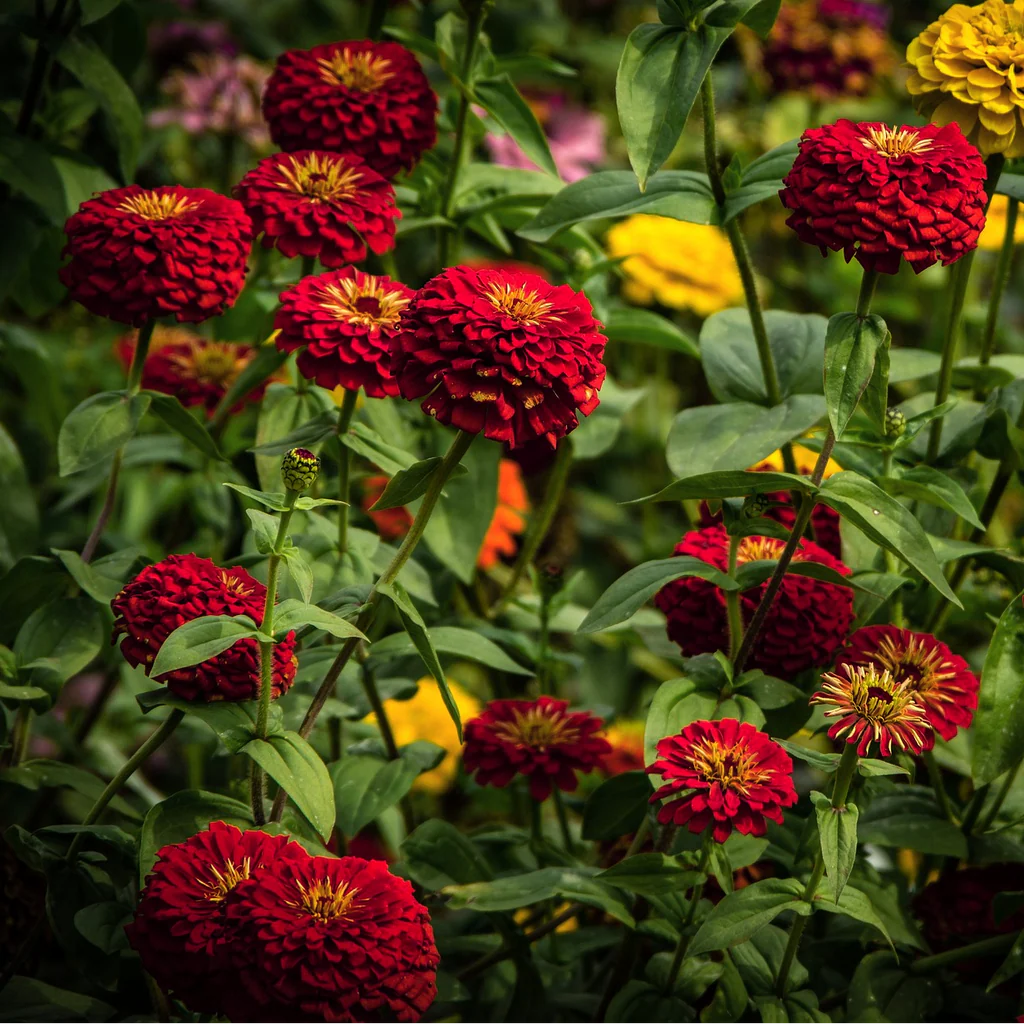 Zinnia ‘Super Yoga Dark Red’ Seeds