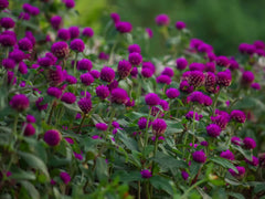 Gomphrena ‘Buddy Purple’ – Garden Royalty in Bloom Seeds