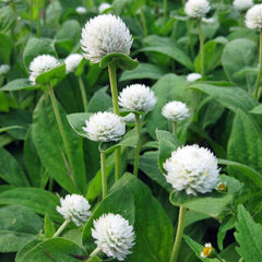 Gomphrena ‘Buddy White’ Seeds