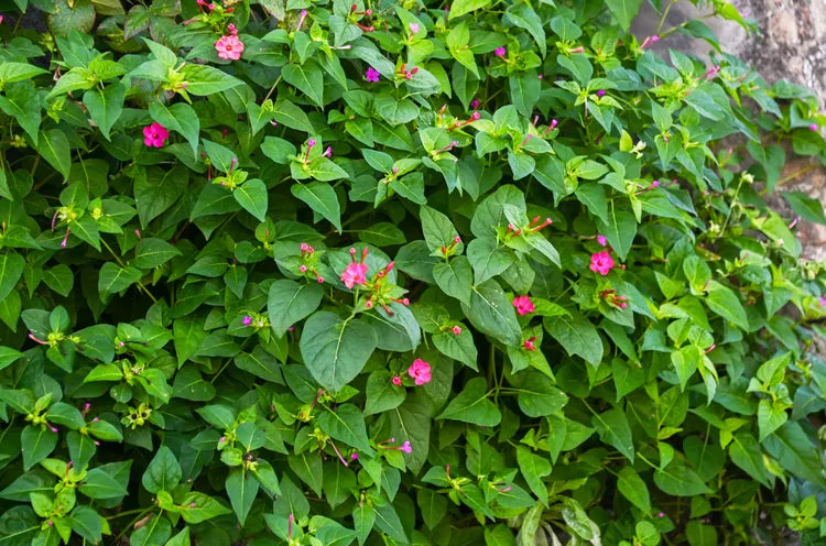 Mirabilis Jalapa (Four O’Clock) Plant Seeds – Evening Blooms, All-Day Beauty!