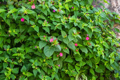 Mirabilis Jalapa (Four O’Clock) Plant Seeds – Evening Blooms, All-Day Beauty!