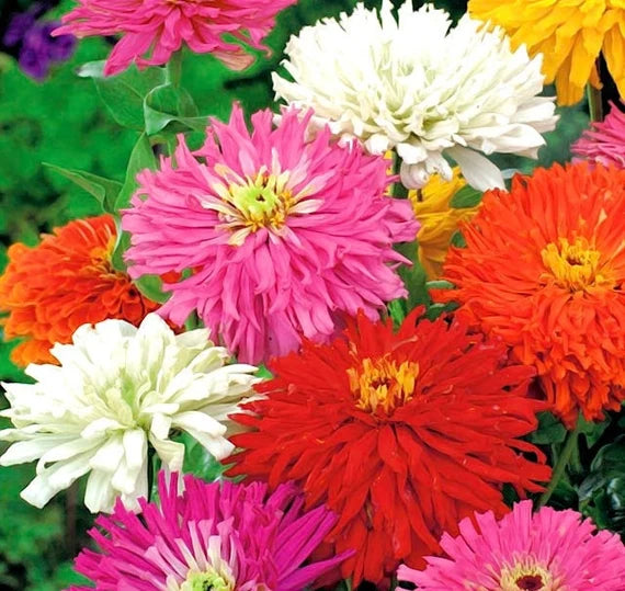 Zinnia Chrysanthemum Flowered Mix Seeds – Bold, Full Blooms That Steal the Show!