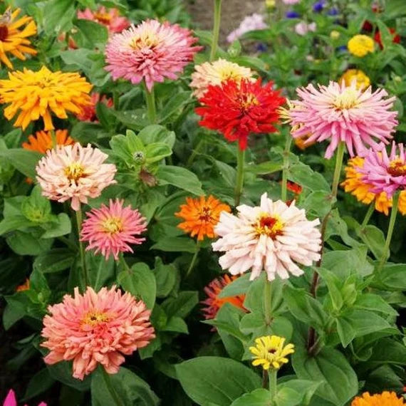 Zinnia Chrysanthemum Flowered Mix Seeds – Bold, Full Blooms That Steal the Show!