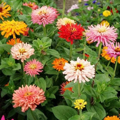 Zinnia Chrysanthemum Flowered Mix Seeds – Bold, Full Blooms That Steal the Show!