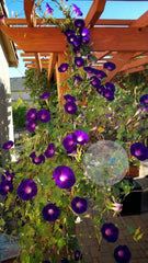 Morning Glory 'Knowlians Black' Plant Seeds – Mysterious, Velvety Blooms with Striking Beauty