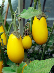 Solanum "Golden Eggs" Plant Seeds – Unique Ornamental Fruit with a Tropical Flair!