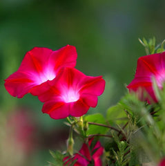 Morning Glory 'Ruffled Red' Plant Seeds – Bold, Ruffled Blooms for a Stunning Garden Display
