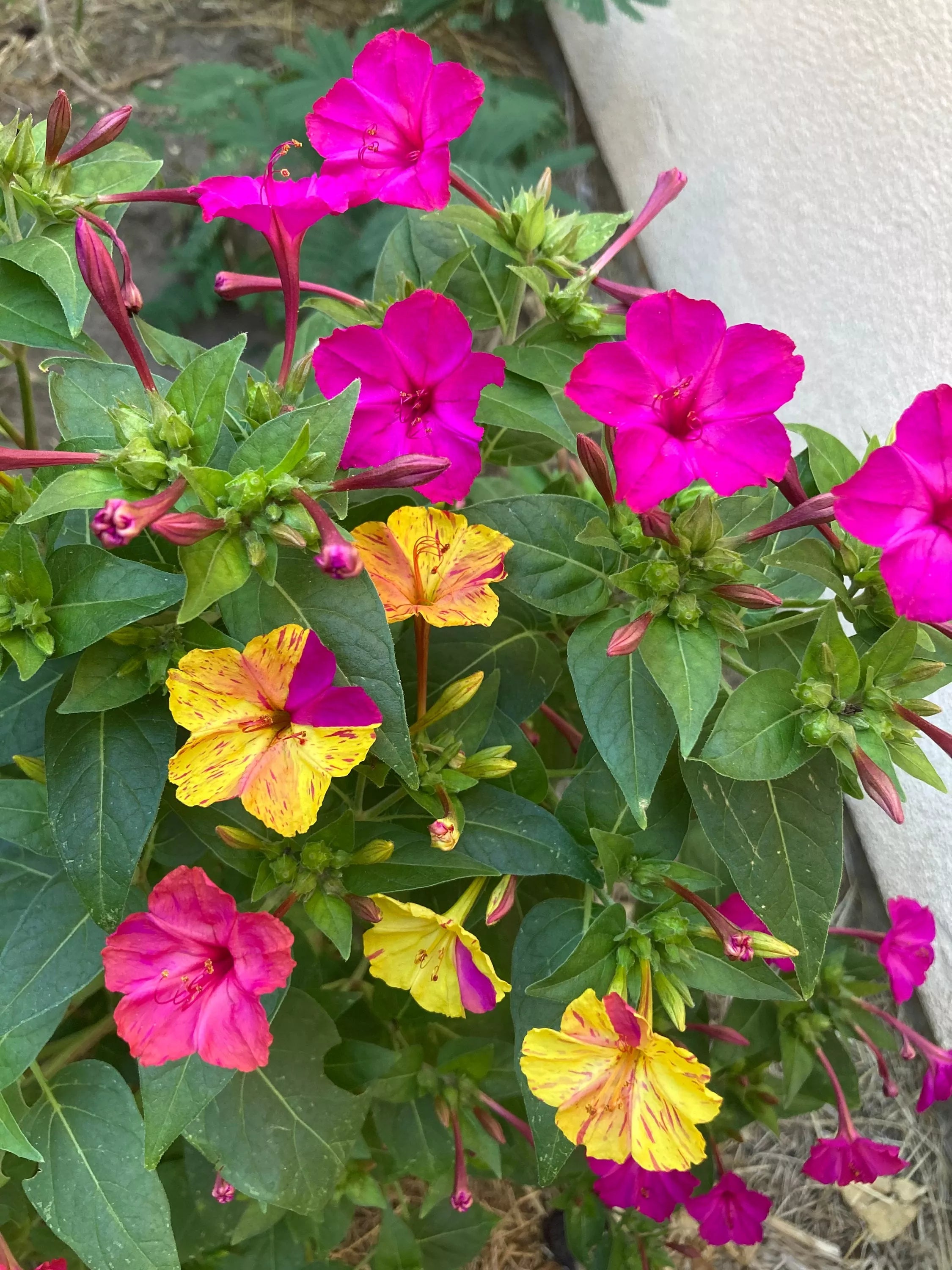 Mirabilis Jalapa (Four O’Clock) Plant Seeds – Evening Blooms, All-Day Beauty!
