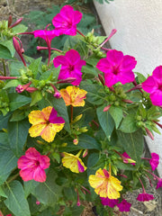 Mirabilis Jalapa (Four O’Clock) Plant Seeds – Evening Blooms, All-Day Beauty!