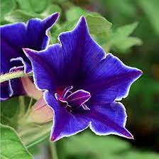 Blue Picotee Morning Glory