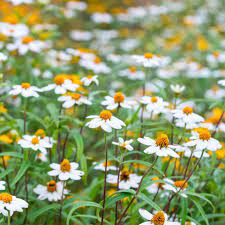 Zinnia Linearis Mix Seeds – Compact Beauty with Long-Lasting Blooms!