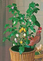 Solanum "Golden Eggs" Plant Seeds – Unique Ornamental Fruit with a Tropical Flair!