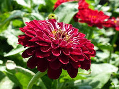 Zinnia ‘Super Yoga Dark Red’ Seeds