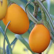 Solanum "Golden Eggs" Plant Seeds – Unique Ornamental Fruit with a Tropical Flair!