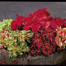 Coleus Seeds - Fairway Mix