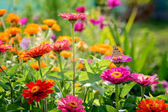 Zinnia Extra Dwarf 'Thumbelina Mix' Plant Seeds – Tiny Blooms, Big Color!