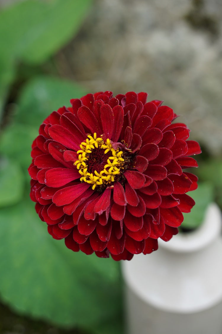 Zinnia ‘Super Yoga Dark Red’ Seeds