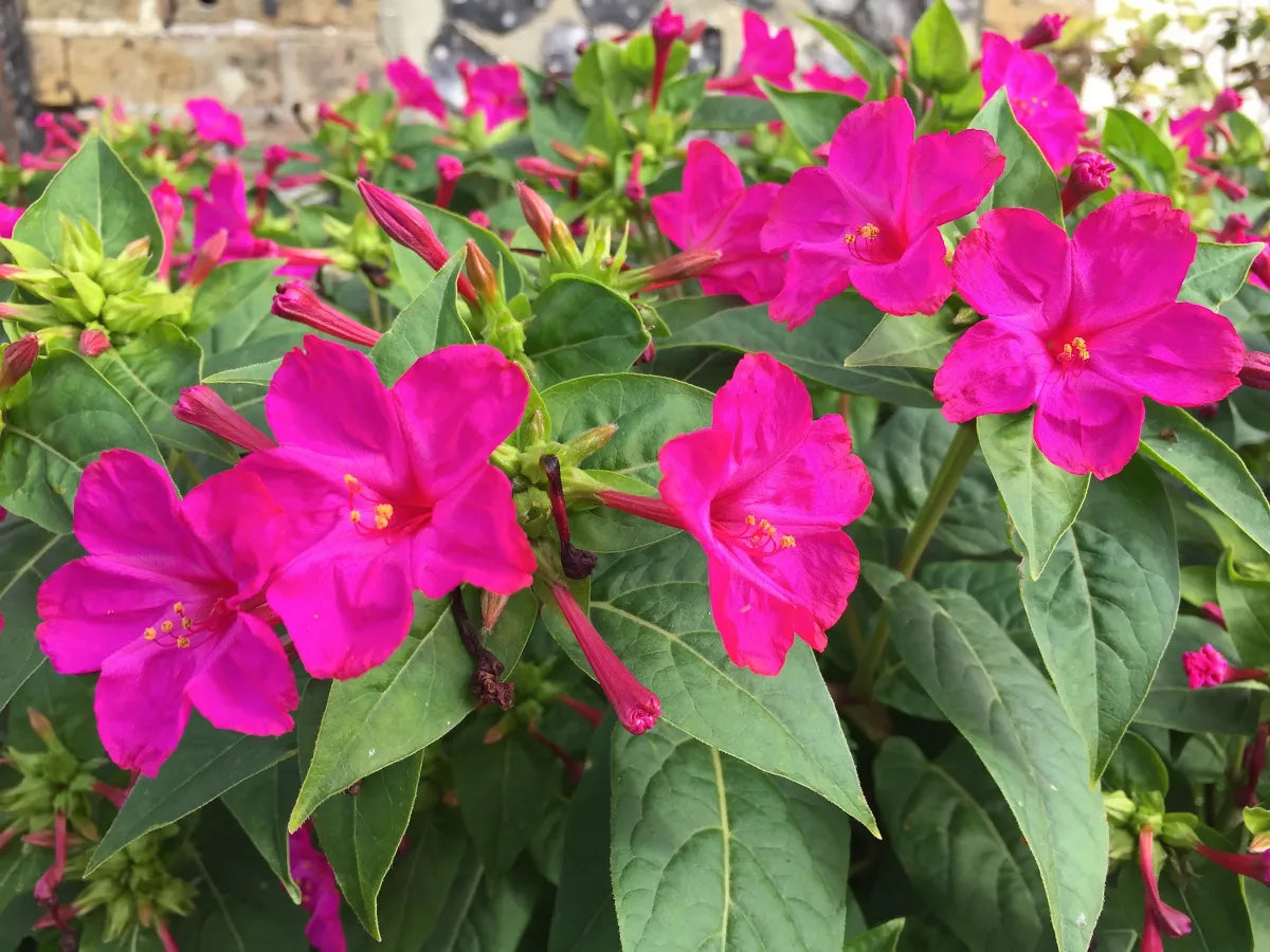 Mirabilis Jalapa (Four O’Clock) Plant Seeds – Evening Blooms, All-Day Beauty!