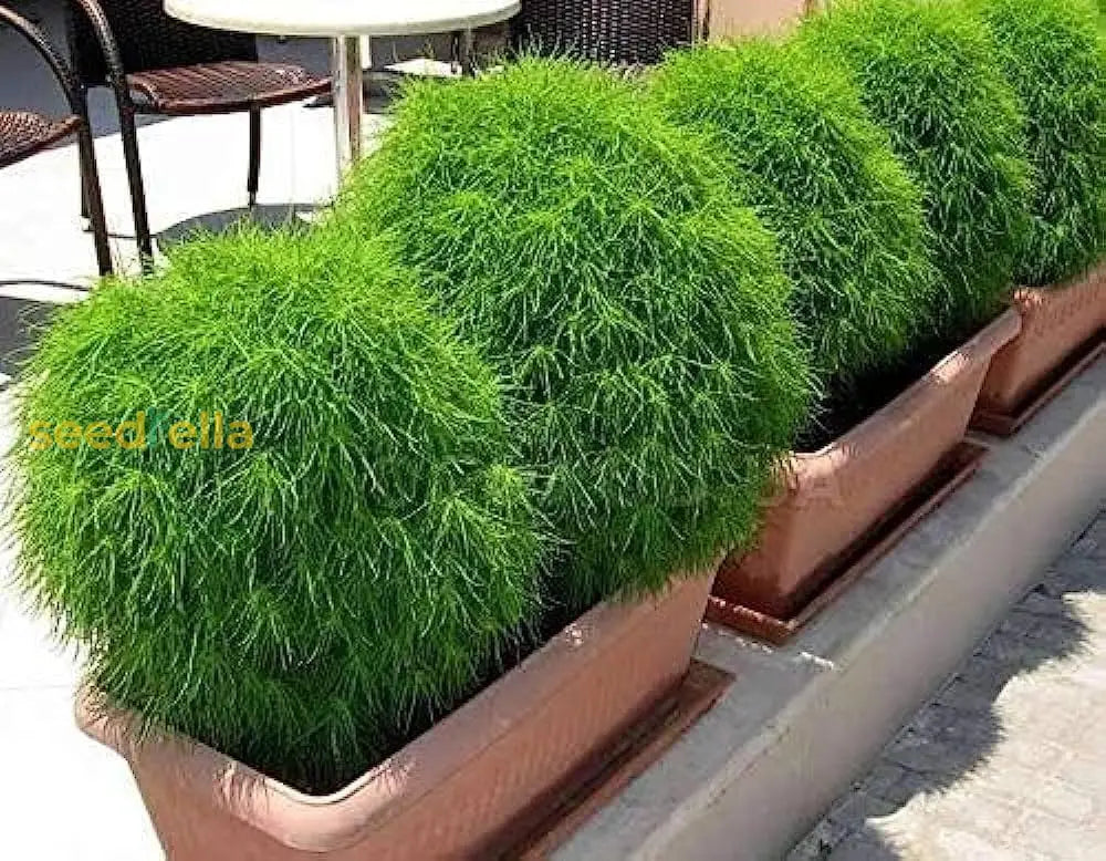 🌿 Kochia (Kochia scoparia) Seeds