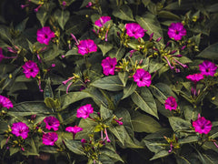 Mirabilis Jalapa (Four O’Clock) Plant Seeds – Evening Blooms, All-Day Beauty!