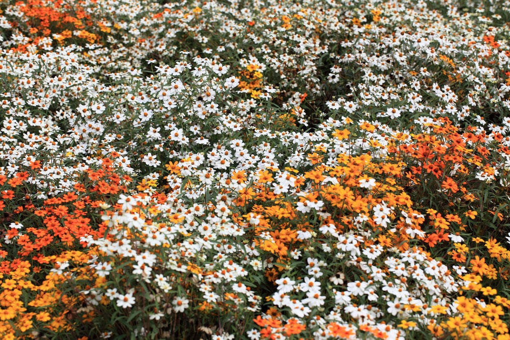 Zinnia Linearis Mix Seeds – Compact Beauty with Long-Lasting Blooms!
