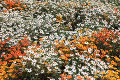 Zinnia Linearis Mix Seeds – Compact Beauty with Long-Lasting Blooms!