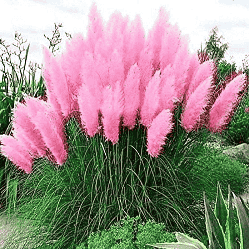 Giant Pink Pampas Grass Seeds