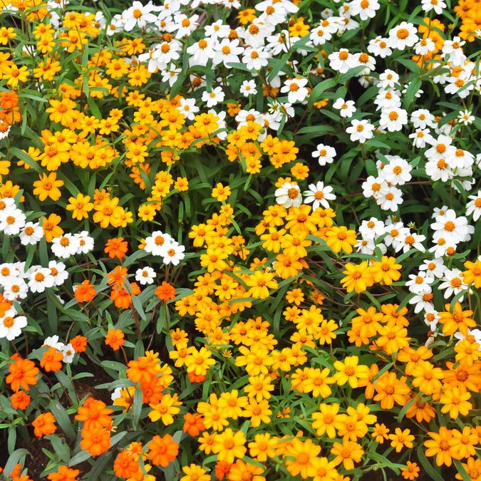 Zinnia Linearis Mix Seeds – Compact Beauty with Long-Lasting Blooms!