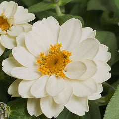 Zinnia 'Profusion White' Seeds (Profusion Series)
