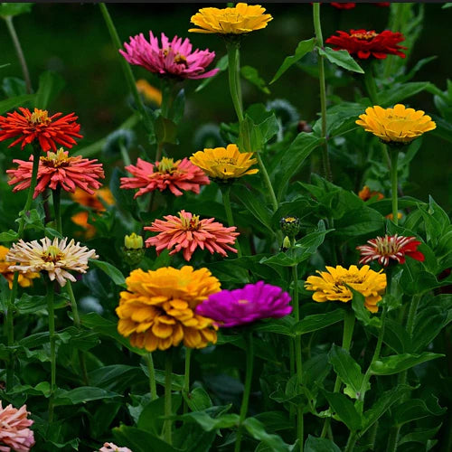 Zinnia Extra Dwarf 'Thumbelina Mix' Plant Seeds – Tiny Blooms, Big Color!
